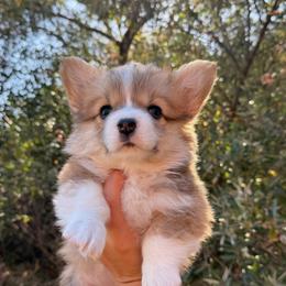 Fluffy Girl - Sable female Pembroke Welsh Corgi puppy in Williams, California from Bear Creek Corgis