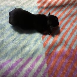 Chihuahua and Pembroke Welsh Corgi Puppies from Stephanie’s Corgi Colony