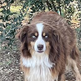 Booker - Australian Shepherd