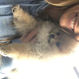 Pomeranian Puppies from Pardi Poms