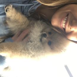 Pomeranian Puppies from Pardi Poms