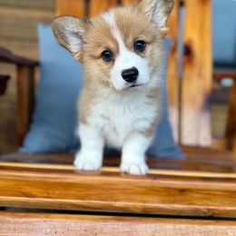 Oliver - Red male Pembroke Welsh Corgi puppy in El Dorado Springs, Missouri from Trixie Dixie