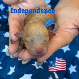 Independence - Red  female Poodle puppy in Ardmore, Oklahoma from The Poodles of Green Acres