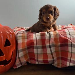 Hazel (Sandy) - Chocolate and tan female Dachshund puppy in Live Oak, Florida from Johnson’s Weiner Farm