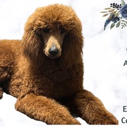 Rusty - Poodle