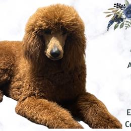 Rusty - Poodle
