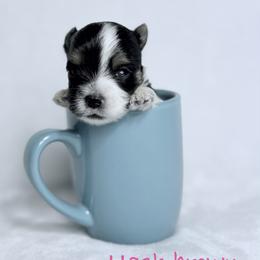 Hash Brown - Black tan and white female Biewer Terrier puppy in Cartersville, Georgia from Alpha Tiny Paws