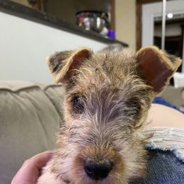 "“Yellow” Girl - Reserved 💛" Lakeland Terrier Puppies from Wakefield Lakelands