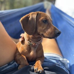 Hattie - Dachshund