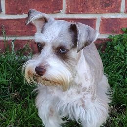 Eleanor - Miniature Schnauzer