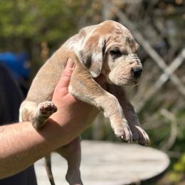 Tulu - Harlequin female Great Dane puppy in Beulah, Michigan from Northwood Euro Danes and Bassets