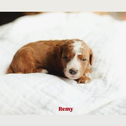 Remy - Red  male Goldendoodle puppy in Rio Linda, California from GoldendoodlePaw