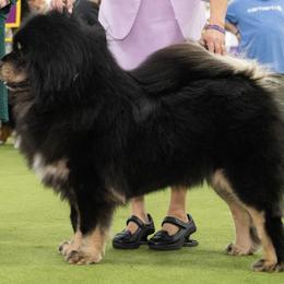 Beth - Tibetan Mastiff