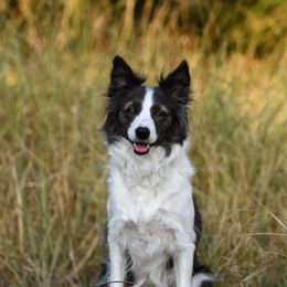 Ruby - Border Collie