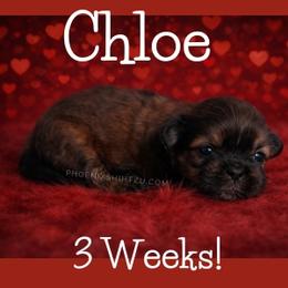 Chloe - Gold female Shih Tzu puppy in Hayden, Idaho from Phoenix Shih Tzu