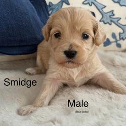 Smidge - Apricot male Australian Labradoodle puppy in Londonderry, New Hampshire from Granite State Labradoodles