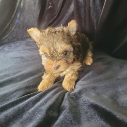 Skippy - Chocolate and tan male Yorkshire Terrier puppy in Buda, Texas from BIOLA'S YORKIES