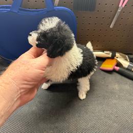 Domino - Parti male Poodle puppy in Florence County, South Carolina from Modern Family Standards
