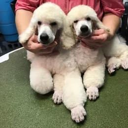 Poodle Puppies from V & E Standard Poodles