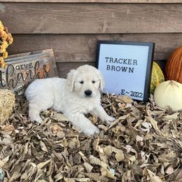 Golden Retriever Puppies from Sunkissed Retrievers