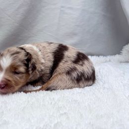 Athena - Red merle female Toy Australian Shepherd puppy in Bly, Oregon from Apacheblus Toy Aussies