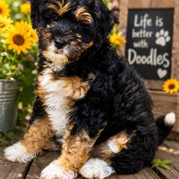 Newspaper - Black tri-color female Aussiedoodle puppy in Henry, Illinois from Rowe Farms Doodles