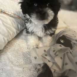 Cavalier King Charles Spaniel, Cavapoo, Maltipoo, and Poodle Puppies from Lainy's Puppies