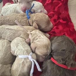 Goldendoodle Puppies from 4H Doodles