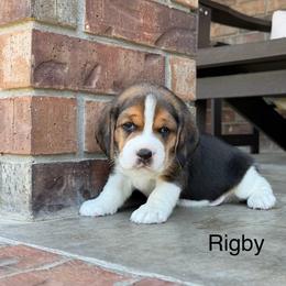 Rigby - Black tan and white male Beagle puppy in Mansfield, Missouri from Rippee Creek Kennel