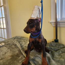 Purple Collar Girl - Red and rust female Doberman Pinscher puppy in Clinton, Arkansas from Shakarri Irish Setters