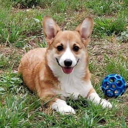 Lucy - Pembroke Welsh Corgi