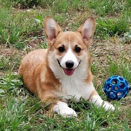 Lucy - Pembroke Welsh Corgi