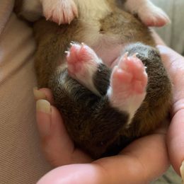 American Corgi and Pembroke Welsh Corgi Puppies from Chaotic Corgi’s
