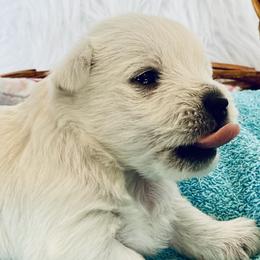 West Highland White Terriers from Haseleu Westies