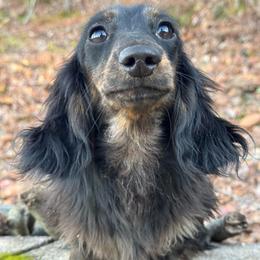 Dixie - Black and tan female Dachshund puppy in Steele, Alabama from Taylored Dachshunds