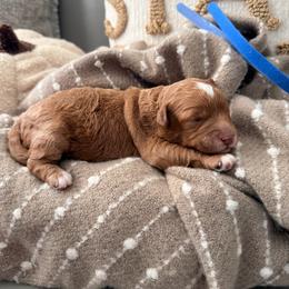 Boy 1 blue - Apricot male Goldendoodle puppy in Sacramento, California from Golden Heart Doodles