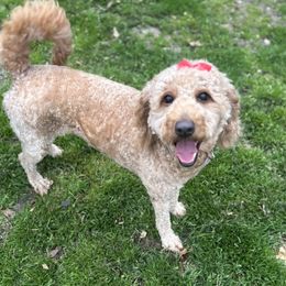 Winter - Goldendoodle