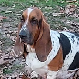 Marley - Basset Hound