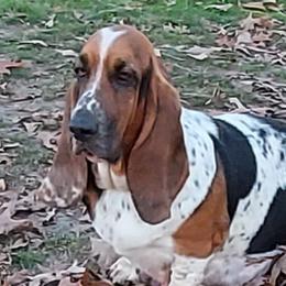 Marley - Basset Hound