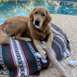 Golden Retriever Puppies from TC's Golden Ranch