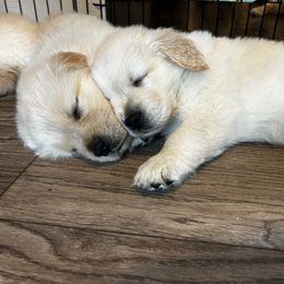 Girl 6 - Golden female Golden Retriever puppy in Carlisle, Ohio from Hermosa Havanese and Golden Retrievers
