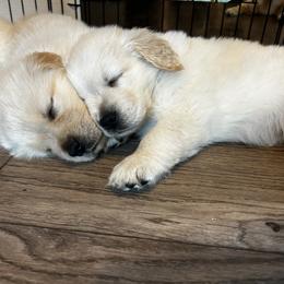 Girl 6 - Golden female Golden Retriever puppy in Carlisle, Ohio from Hermosa Havanese and Golden Retrievers