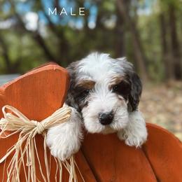 Mark - Grey and white male Bernedoodle puppy in Glenwood, New Mexico from Brush Fire Doodles