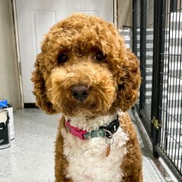 Rosie - Goldendoodle