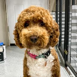 Rosie - Goldendoodle