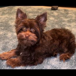 Owen - Liver male Yorkshire Terrier puppy in Parkersburg, West Virginia from Chocolate Diamonds in the RUFF