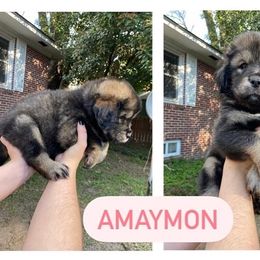 Neapolitan Mastiff and Tibetan Mastiff Puppies from Carolina Coastal Mastinos