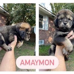 Neapolitan Mastiff and Tibetan Mastiff Puppies from Carolina Coastal Mastinos