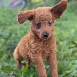 Max - Red  male Goldendoodle puppy in Centralia, Missouri from Oodles Of Doodles Mo.