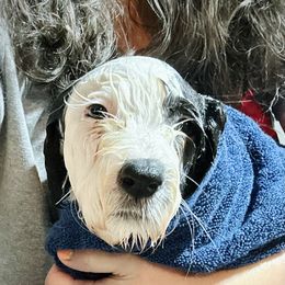 Bearded Collie and Border Collie Puppies from Beloved Bearded & Border Collies